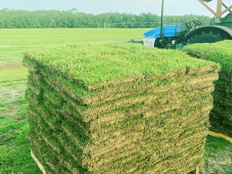 Full pallet of Zoysia Sod from Norfleet Sod Farm